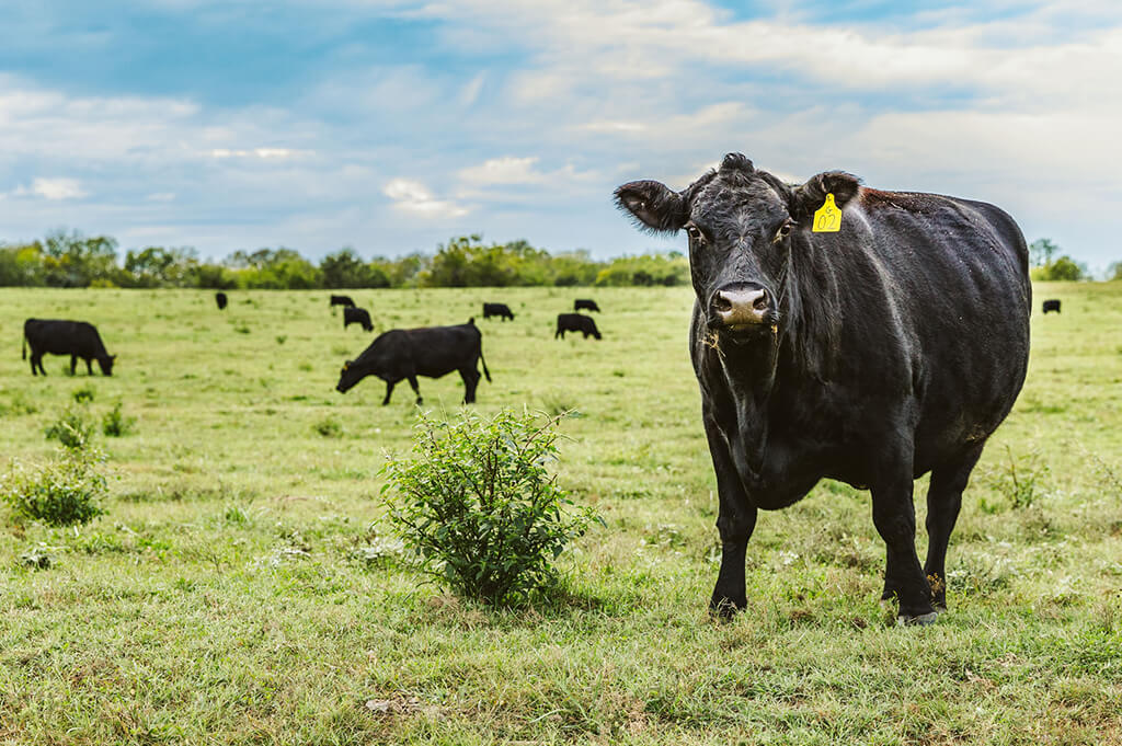 A cow with a tag on its ear faces the camera. It stands in a pasture, backed by grazing cattle.
