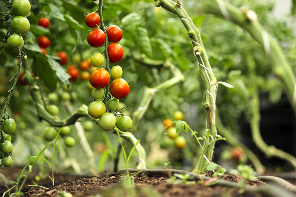 A string of ripening cherry tomatoes hanging from a twisted stem