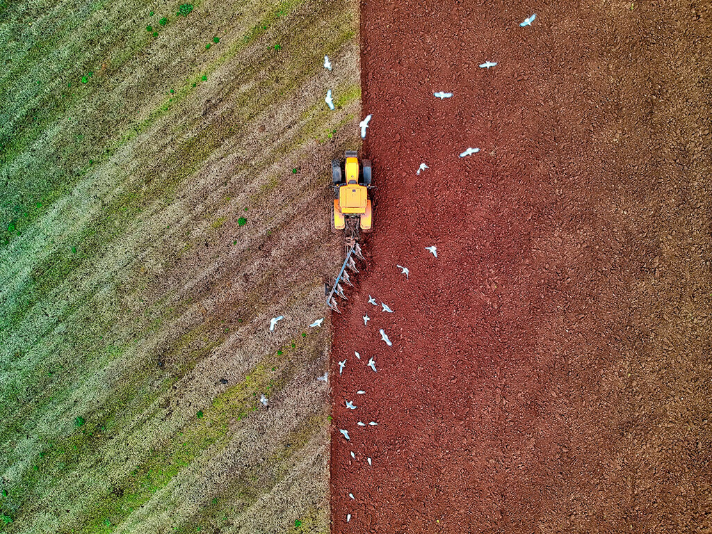 A tractor clearing cover crop on a large farm, while a flock of birds fly overhead