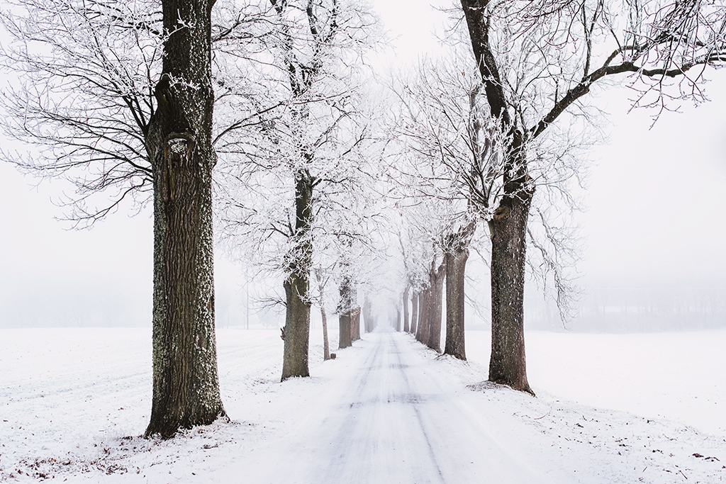 A snowy road flanked by snowy trees